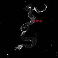 hydrus