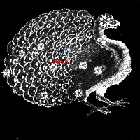 Pavo